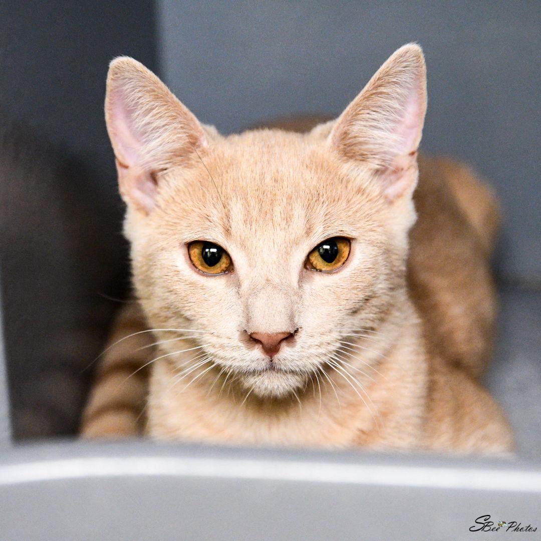 Izzy (Anita), Adoptable, Young Male Domestic Short Hair.