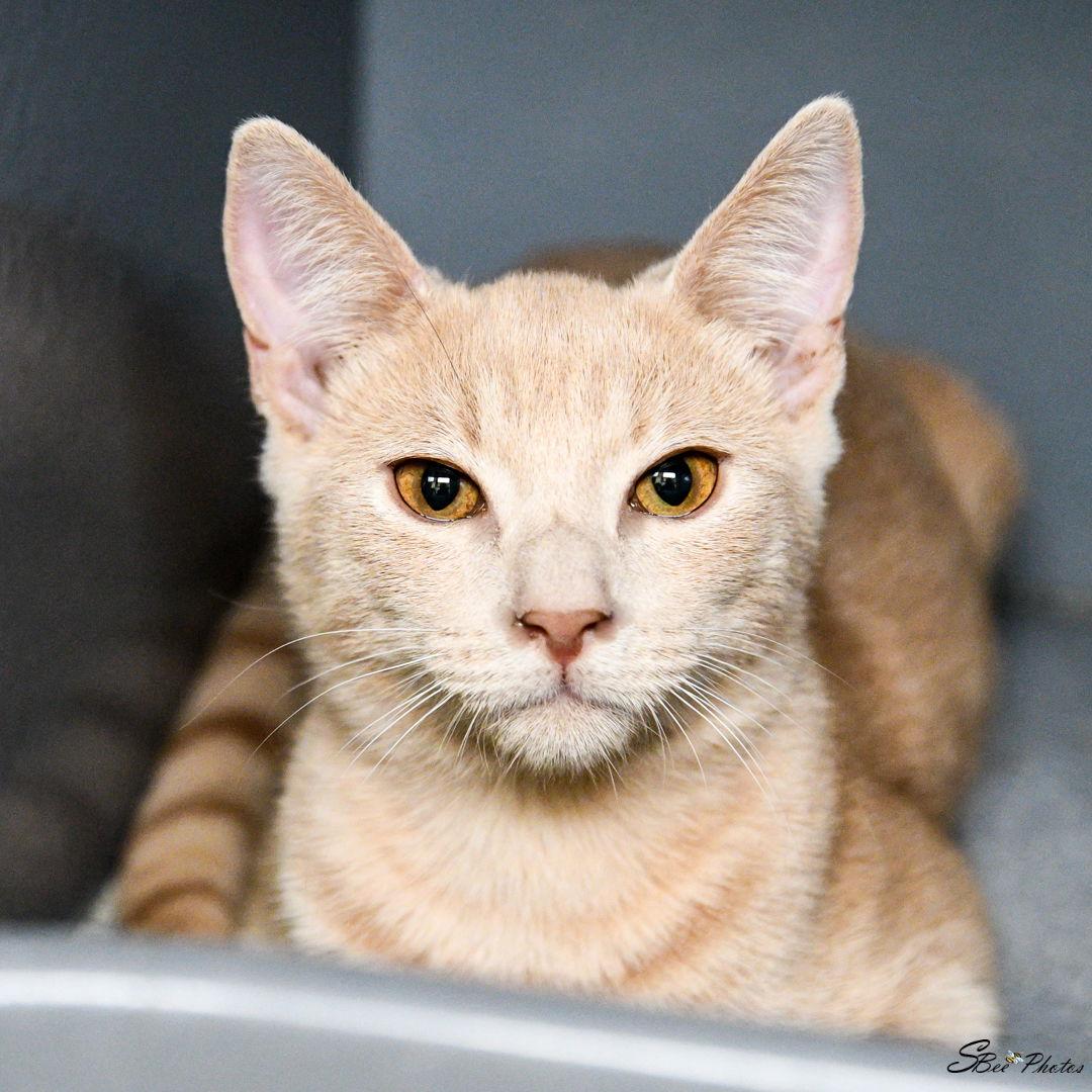 Enlarge Izzy (Anita), a Adoptable Domestic Short Hair in St. Cloud, FL image 2/3
