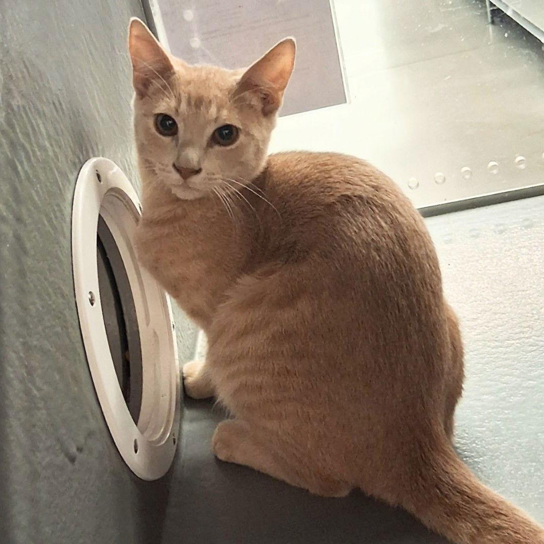 Enlarge Izzy (Anita), a Adoptable Domestic Short Hair in St. Cloud, FL image 3/3