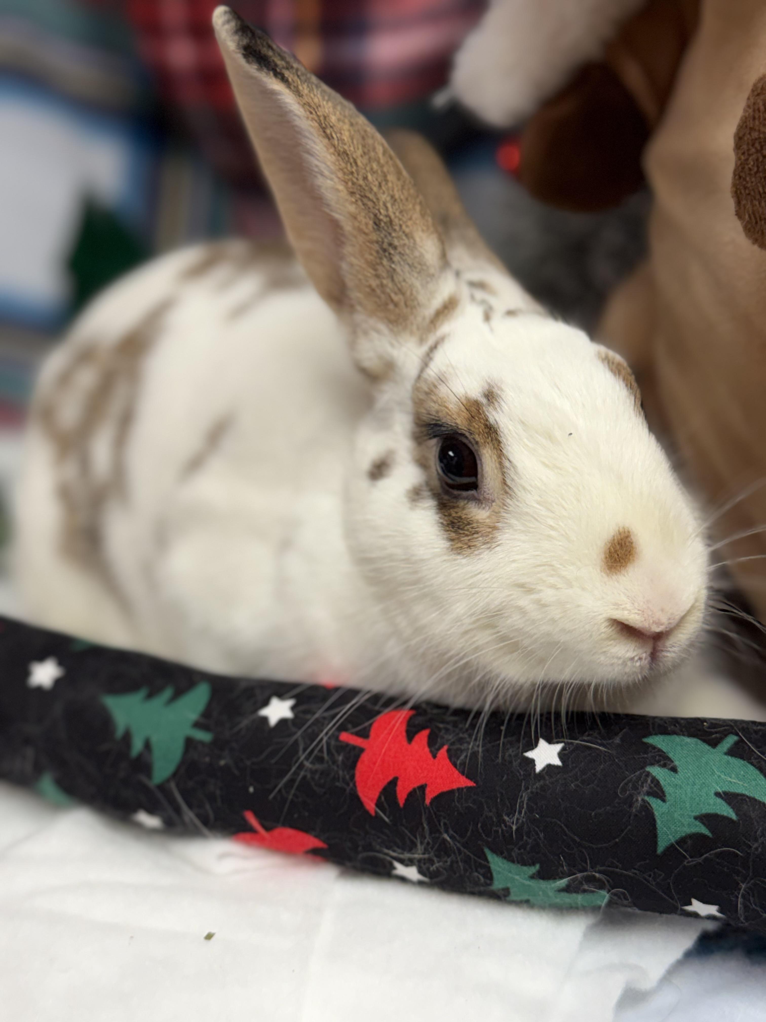 Lila: video!!, a Adoptable mixed breed in Edinburg, PA image 6/6