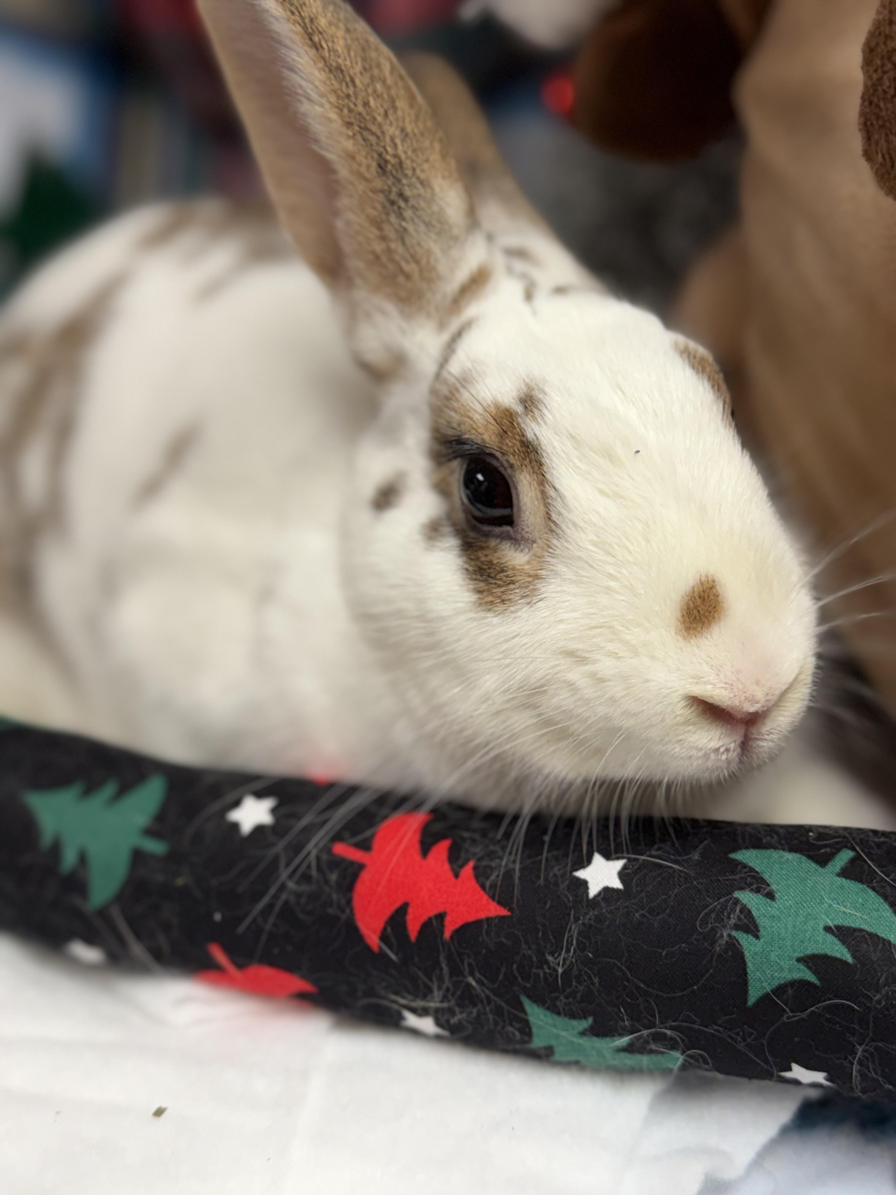 Lila: video!!, a Adoptable mixed breed in Edinburg, PA image 4/6