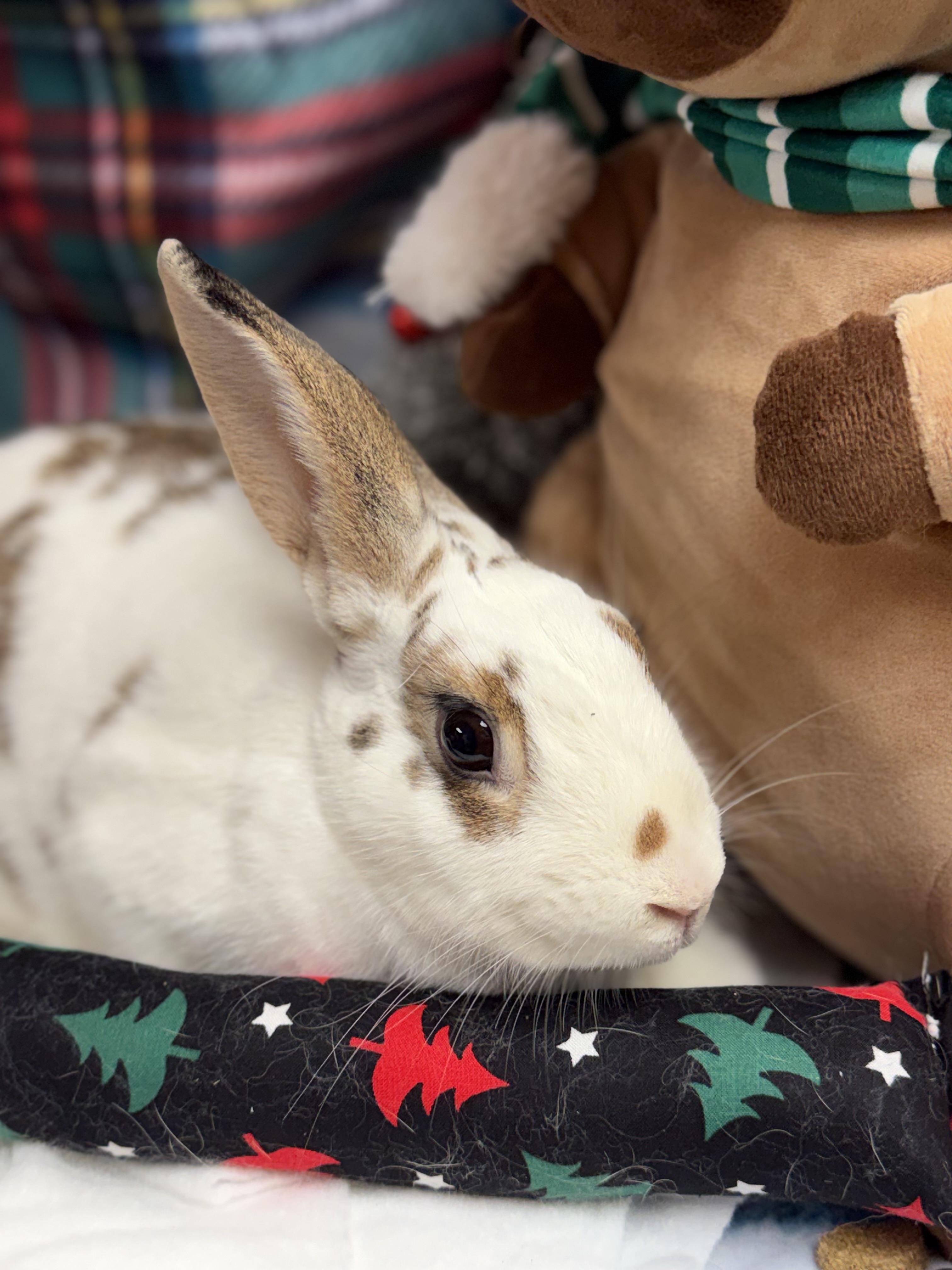 Lila: video!!, a Adoptable mixed breed in Edinburg, PA image 3/6