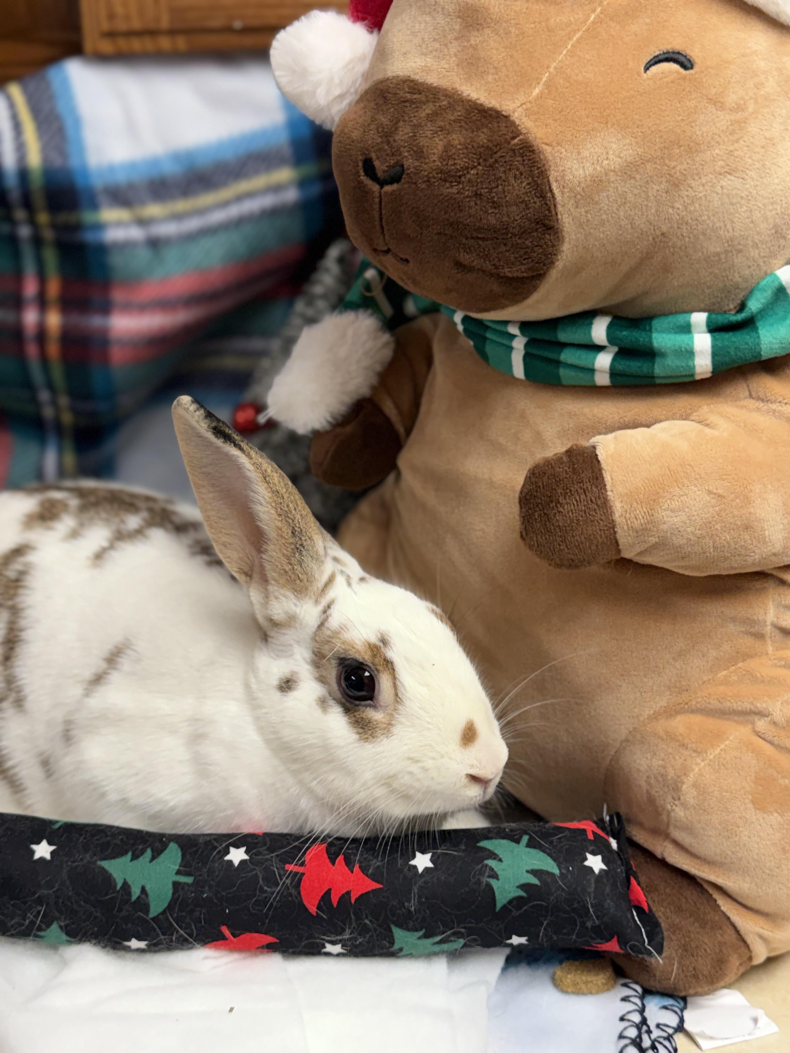 Lila: video!!, a Adoptable mixed breed in Edinburg, PA image 5/6