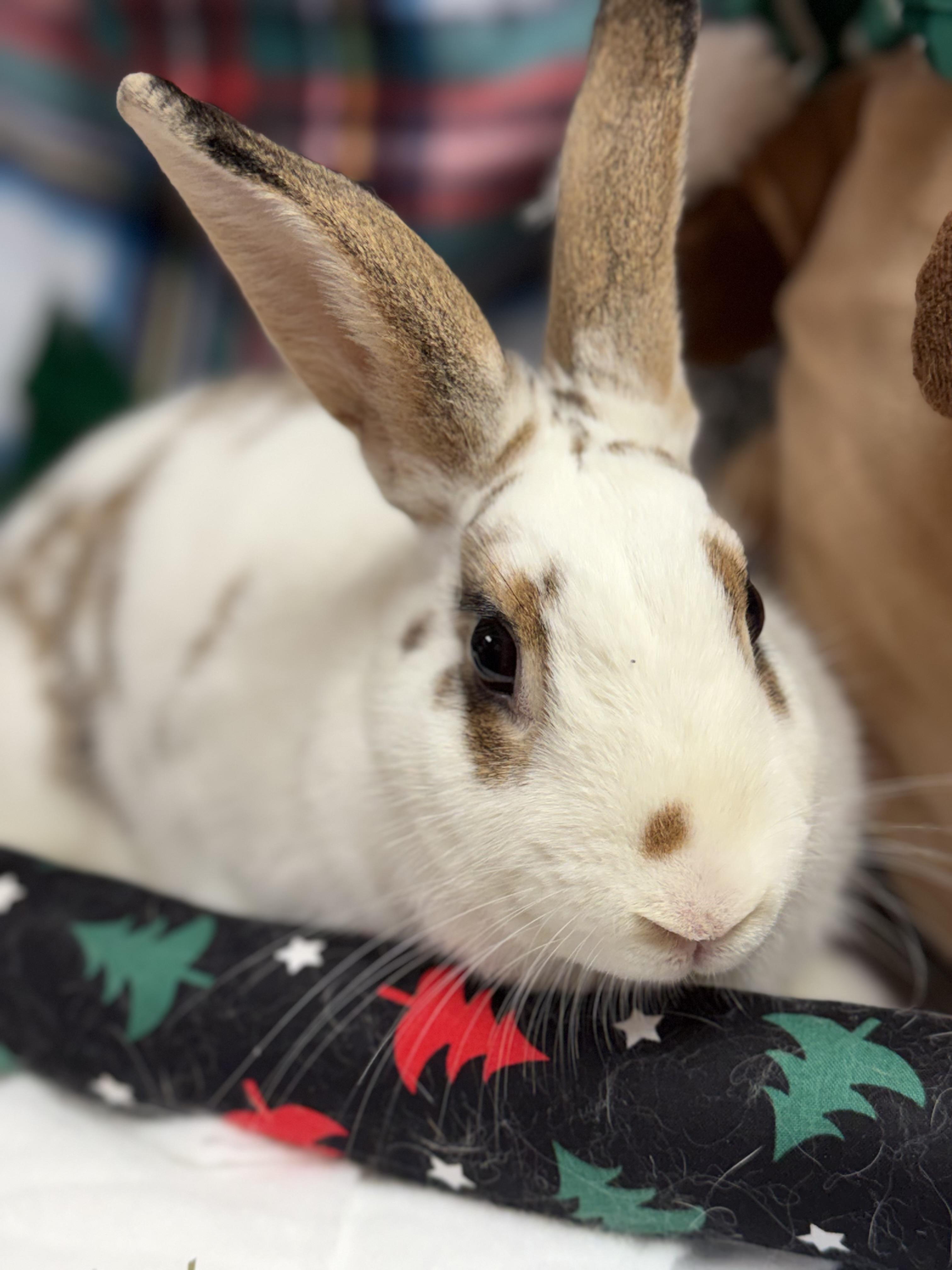 Lila: video!!, Adoptable, Young Female English Spot & Dwarf.