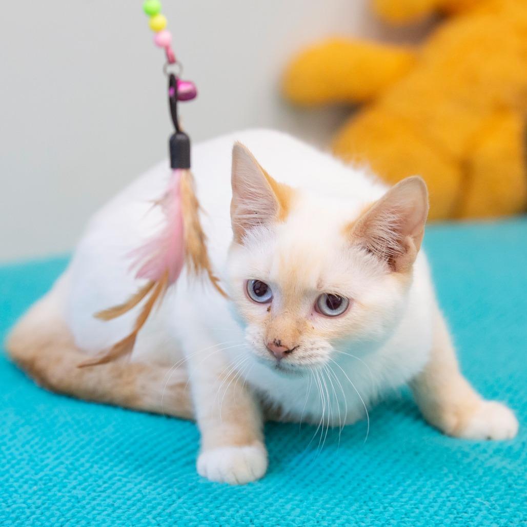 Enlarge Ron, a Adoptable Domestic Short Hair in Cartersville, GA image 2/4