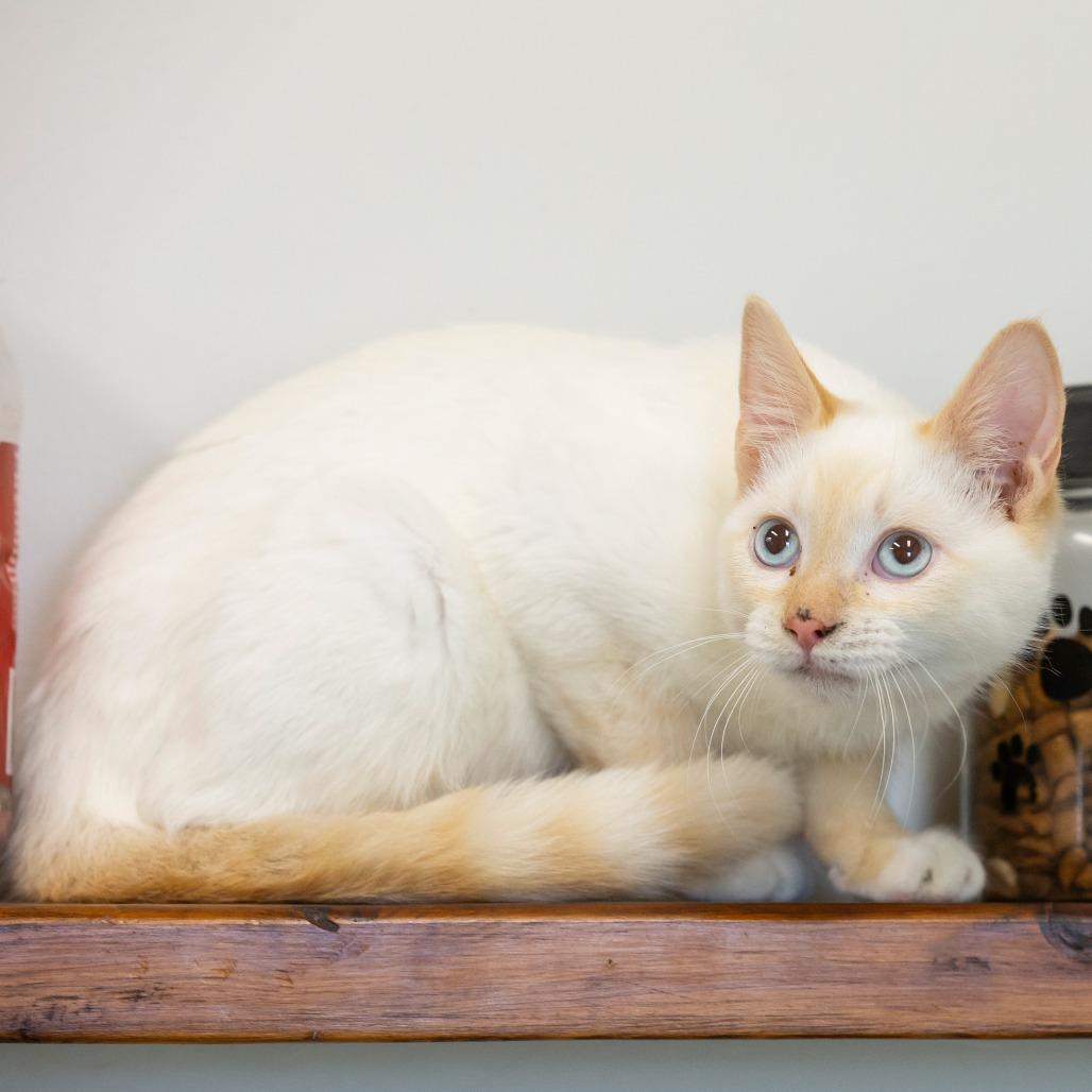Enlarge Ron, a Adoptable Domestic Short Hair in Cartersville, GA image 3/4
