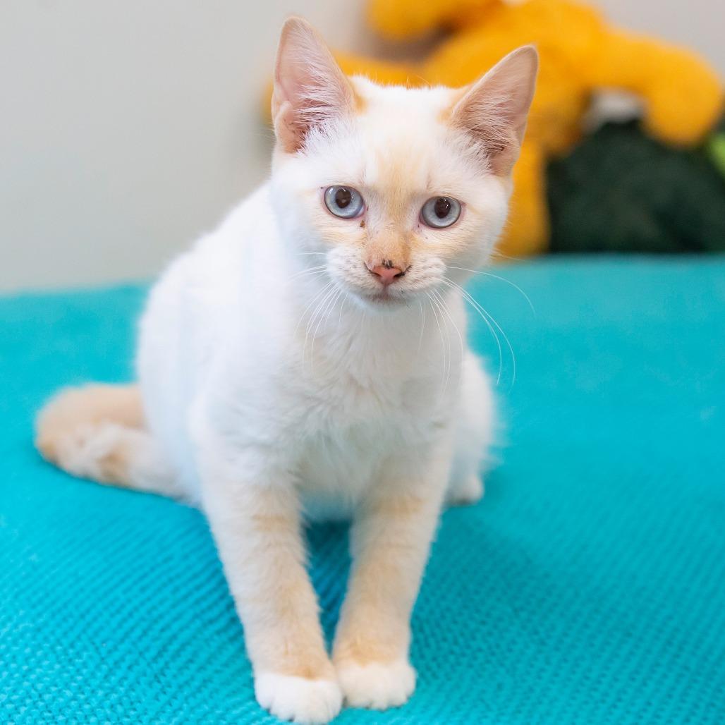 Enlarge Ron, a Adoptable Domestic Short Hair in Cartersville, GA image 4/4