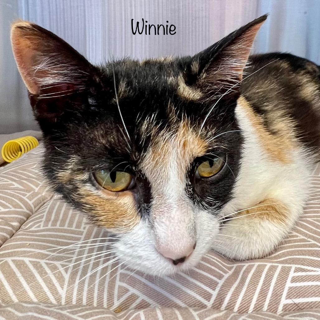 Enlarge Winnie, a Adoptable mixed breed in Madisonville, TN image 1/4