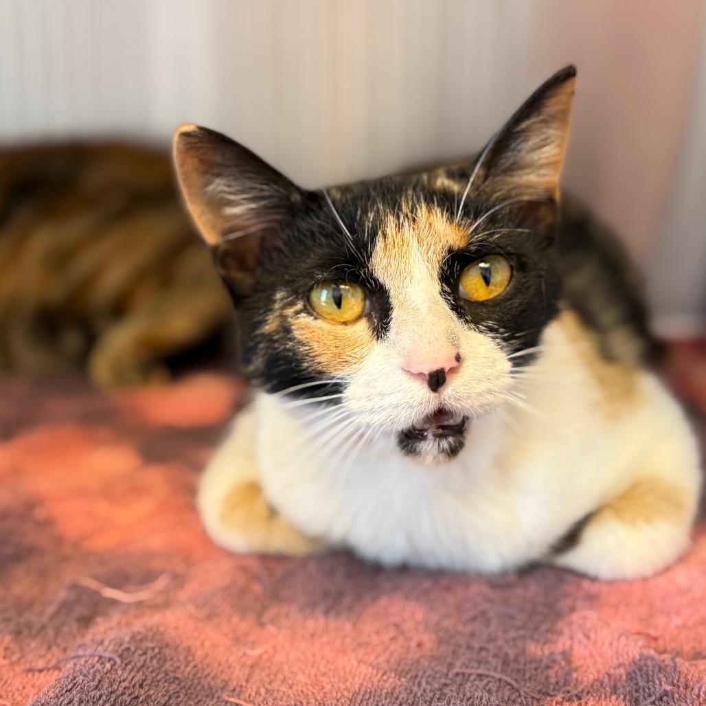 Enlarge Winnie, a Adoptable mixed breed in Madisonville, TN image 2/4