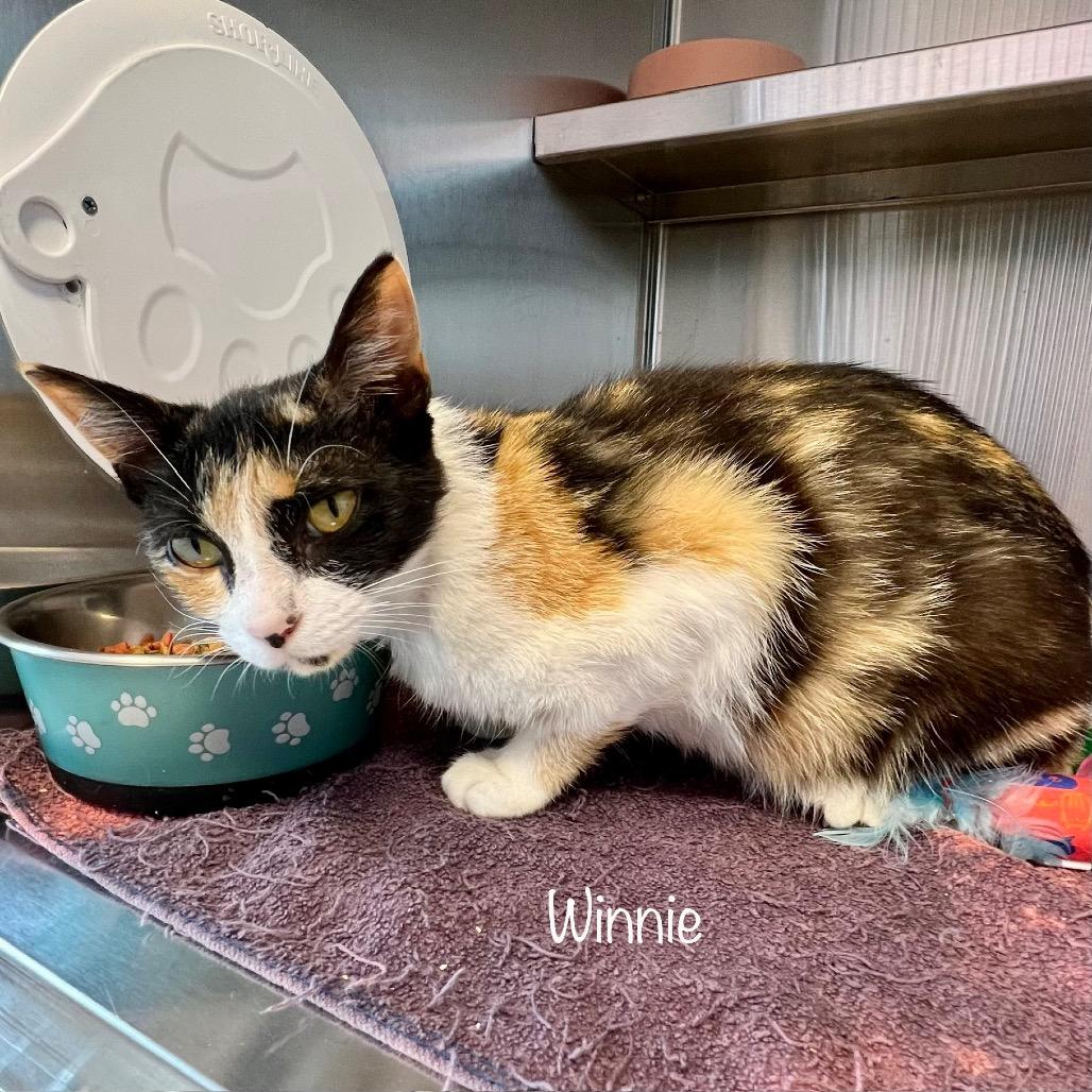 Enlarge Winnie, a Adoptable mixed breed in Madisonville, TN image 3/4