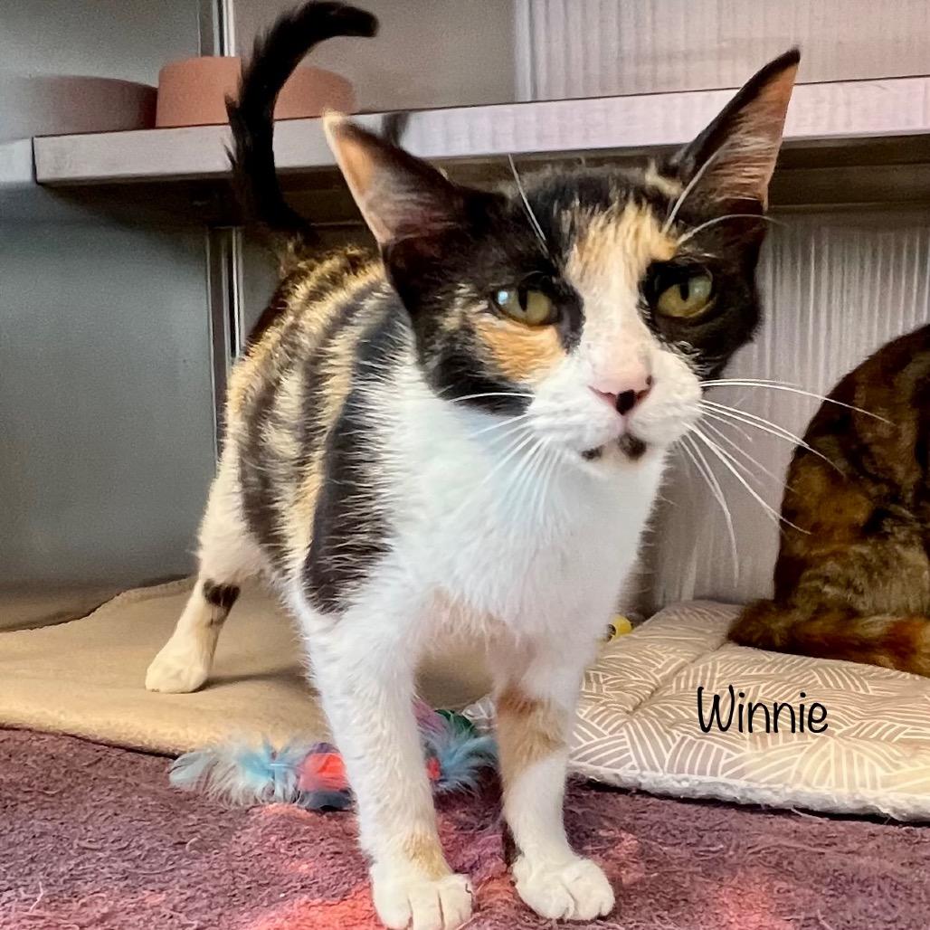 Enlarge Winnie, a Adoptable mixed breed in Madisonville, TN image 4/4