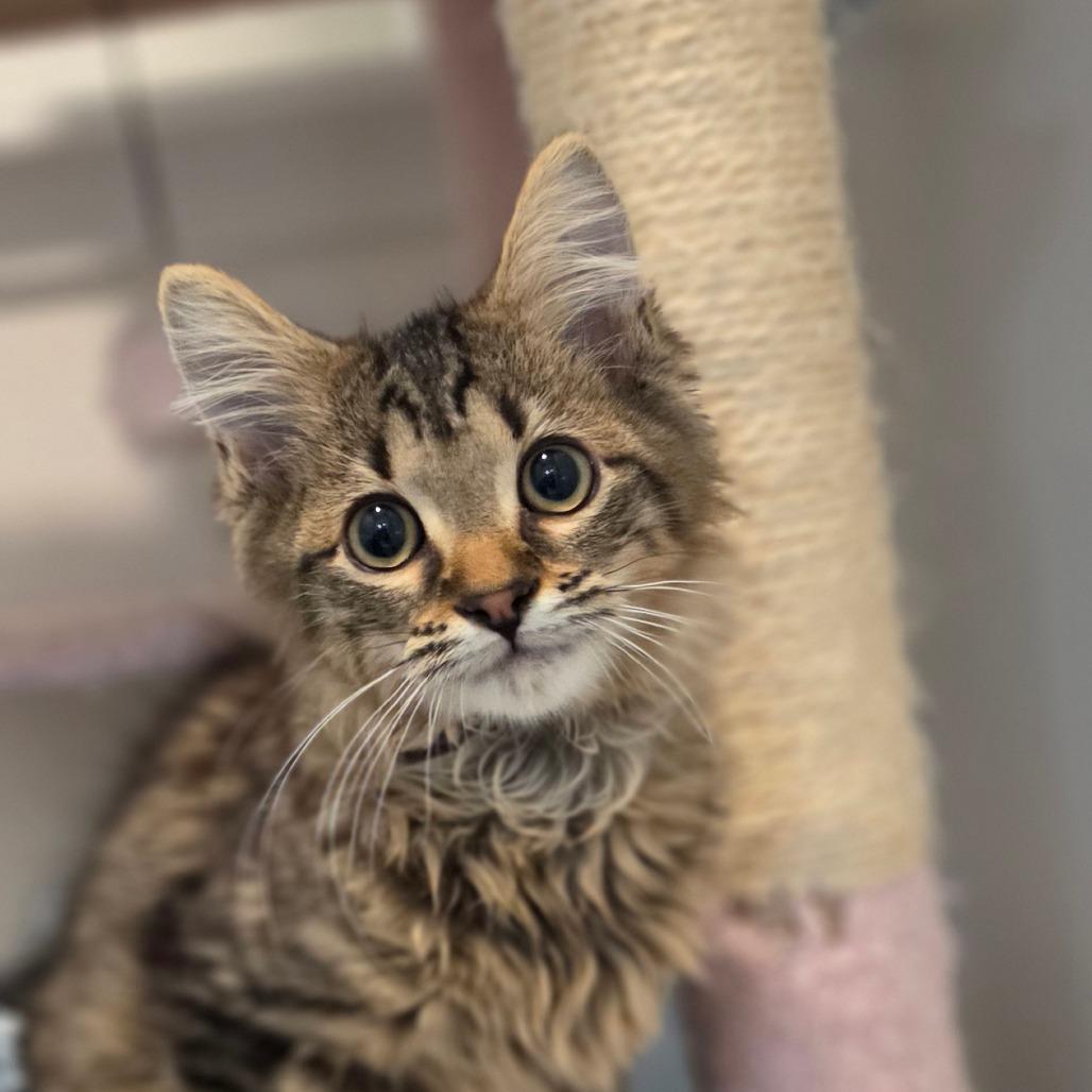 Enlarge Holmes, a Adoptable Domestic Medium Hair in Muncie, IN image 1/1