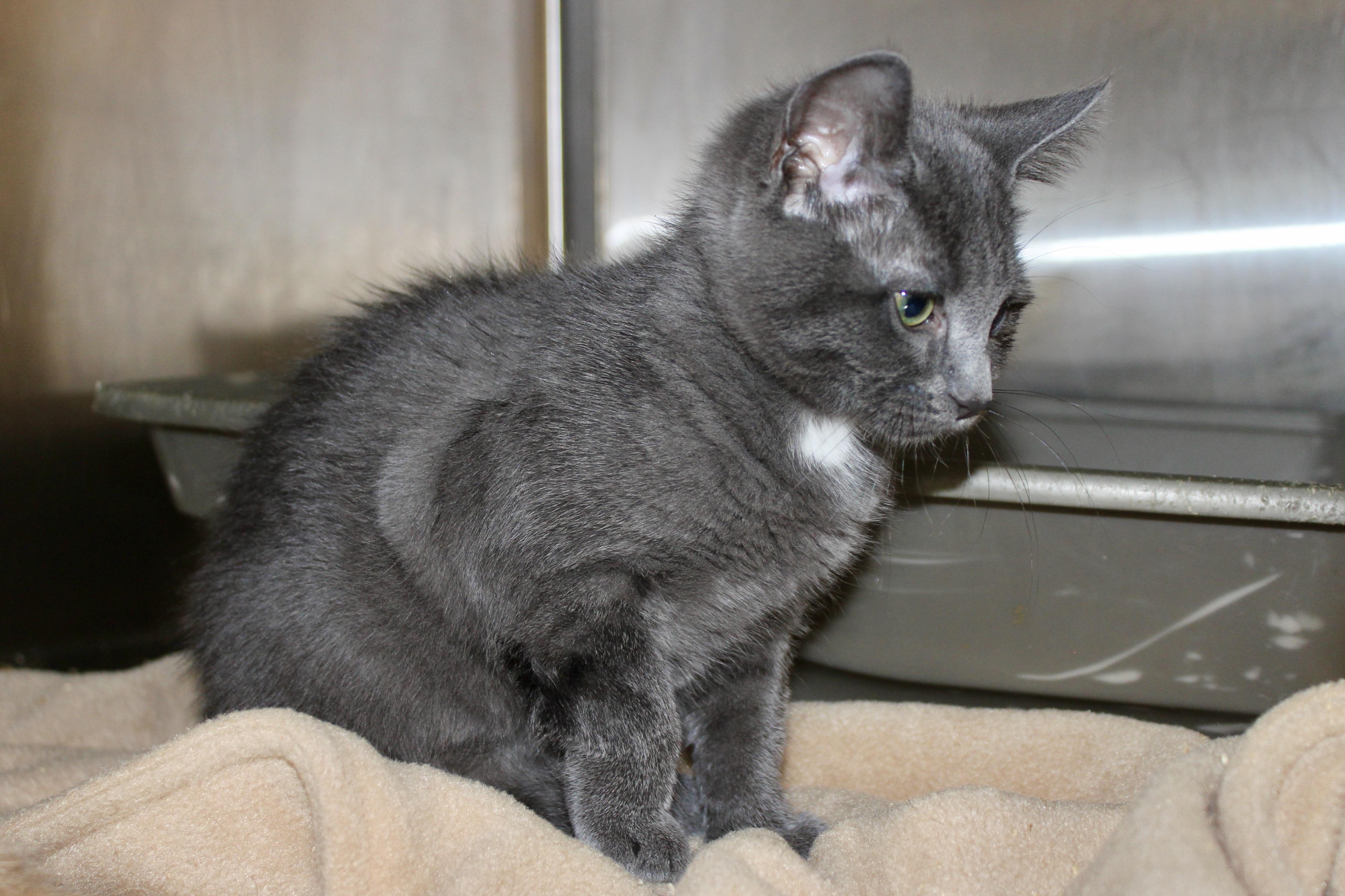 ADA, an adopted Domestic Short Hair in Brazil, IN image 2/2