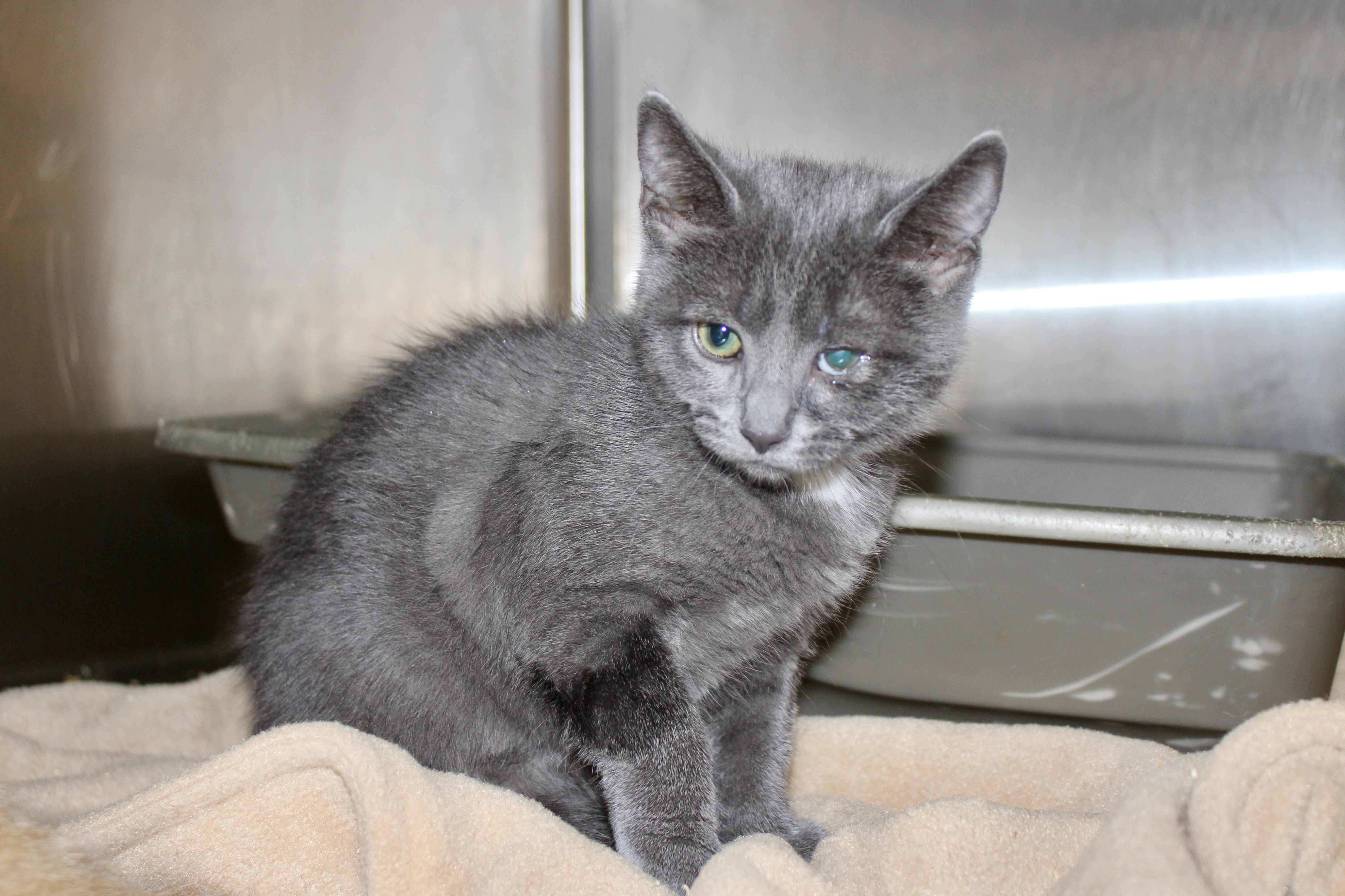 ADA, adopted, Kitten Female Domestic Short Hair.