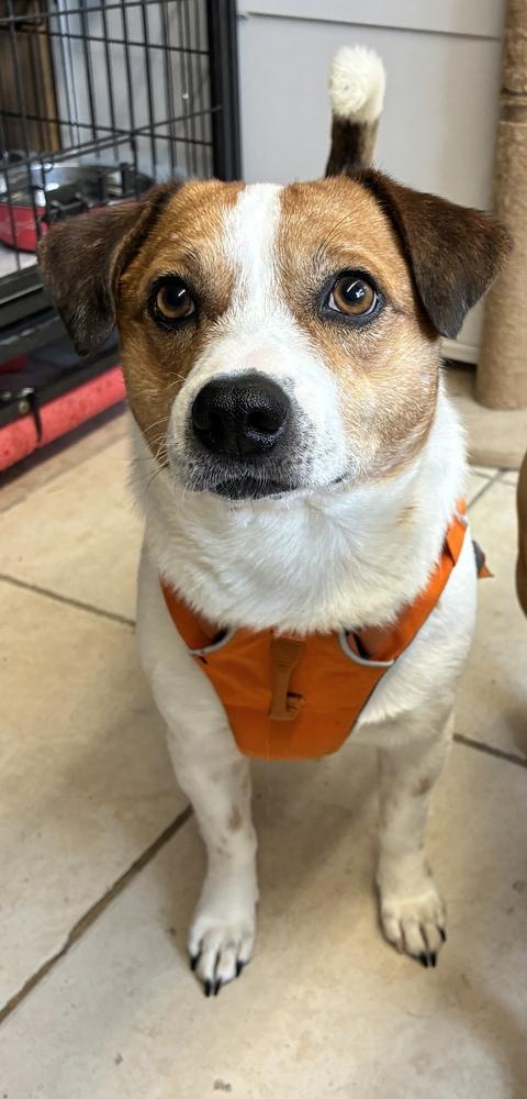 Zither, Adoptable, Young Male Corgi & Chihuahua.