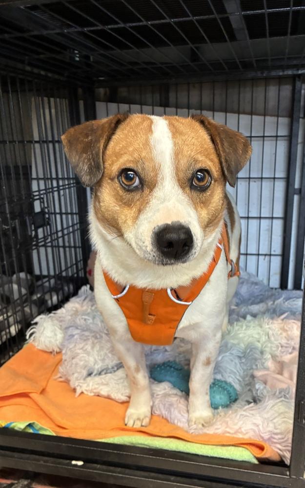 Enlarge Zither, a Adoptable mixed breed in Randolph, MA image 2/3