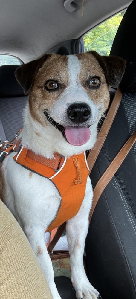 Enlarge Zither, a Adoptable mixed breed in Randolph, MA image 3/3