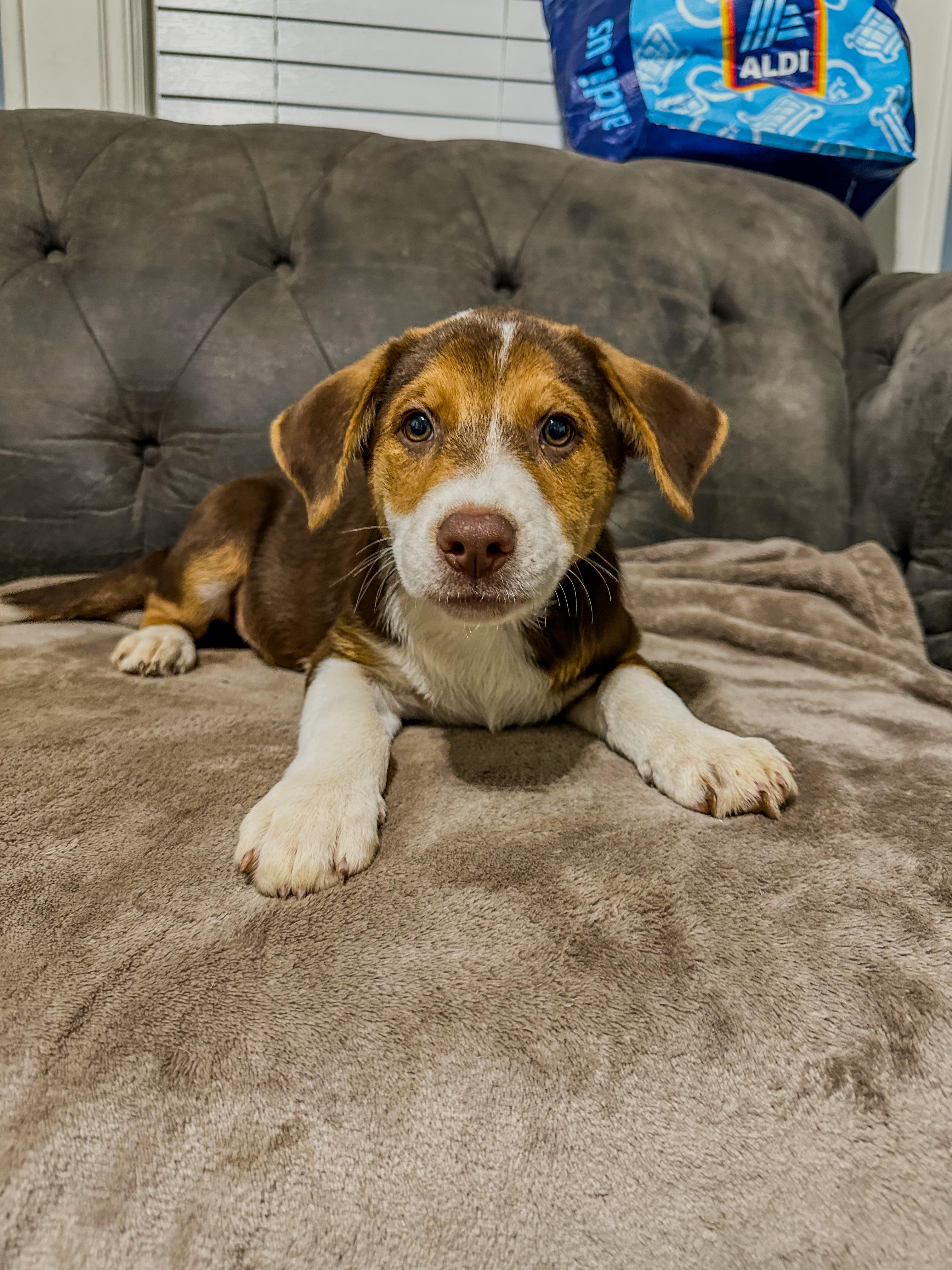Beau Luther, Adopted, Puppy Male German Shepherd Dog.