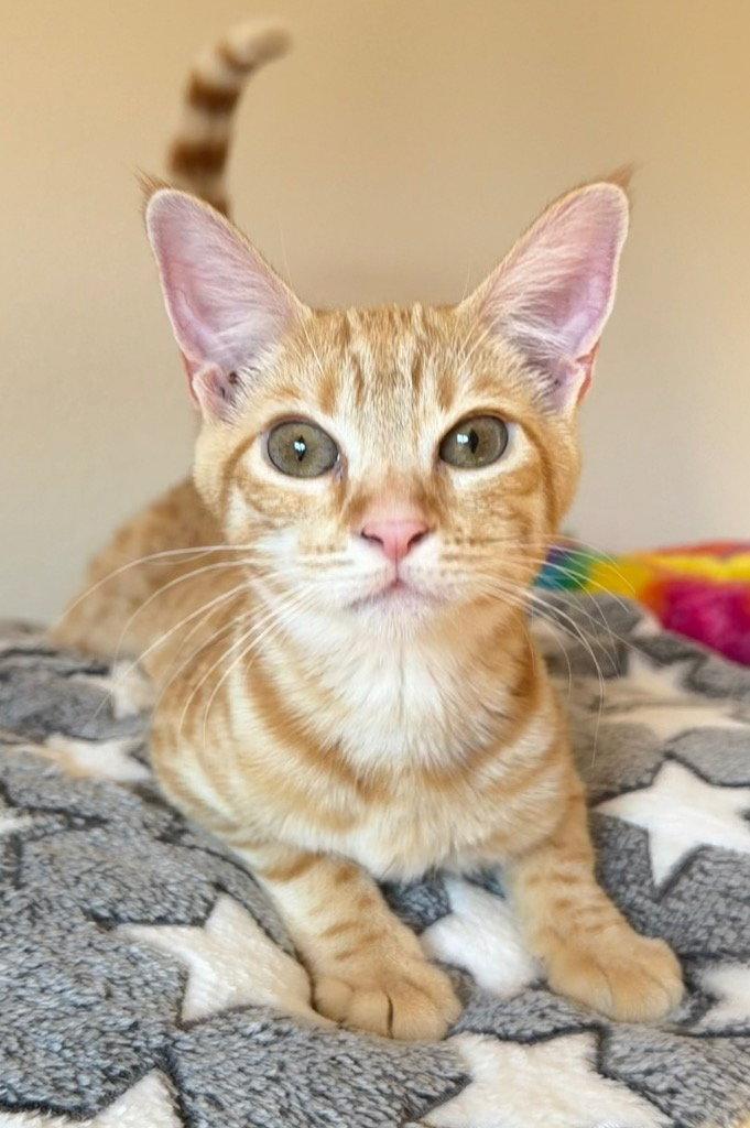 Enlarge Fava, a Adoptable Domestic Short Hair in Battle Ground, WA image 1/3