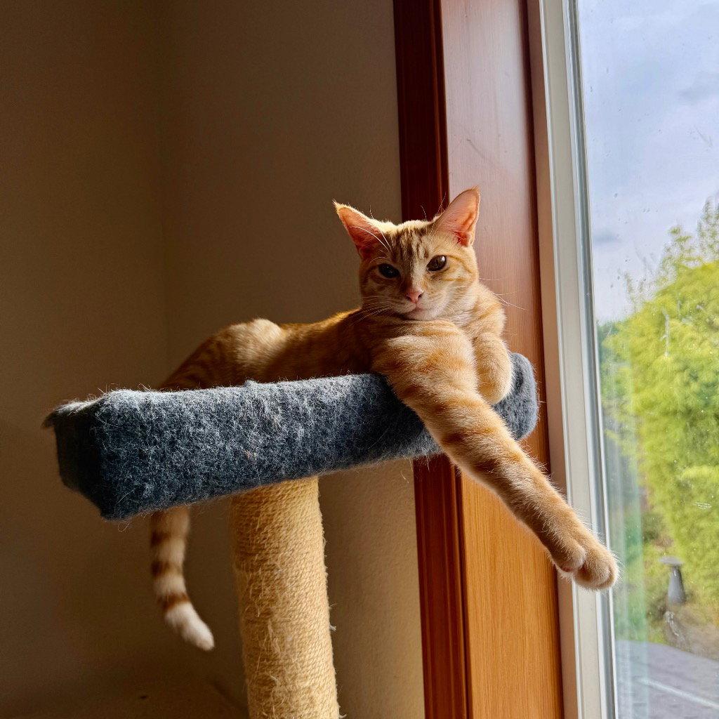 Enlarge Fava, a Adoptable Domestic Short Hair in Battle Ground, WA image 2/3