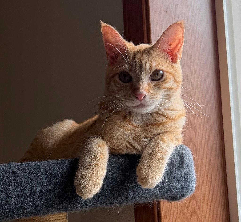 Enlarge Fava, a Adoptable Domestic Short Hair in Battle Ground, WA image 3/3