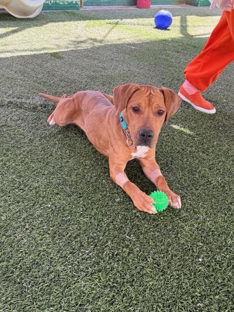 Sasha 4026, Adoptable, Young Female Beagle & Rhodesian Ridgeback.