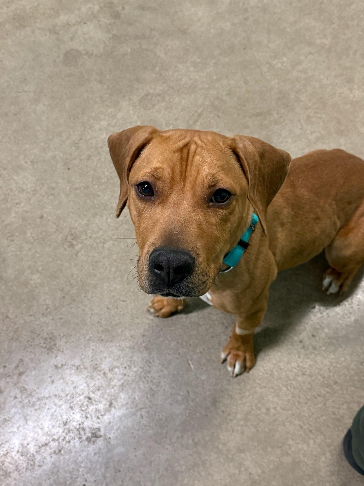 Sasha 4026, a Adoptable mixed breed in Phoenix, AZ image 2/4