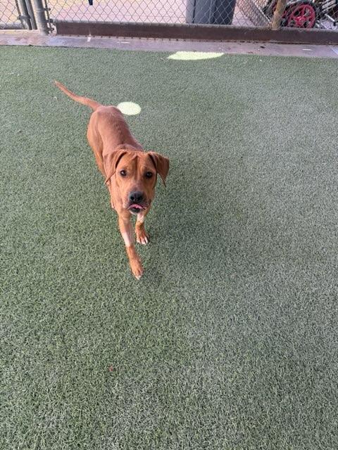 Sasha 4026, a Adoptable mixed breed in Phoenix, AZ image 3/4