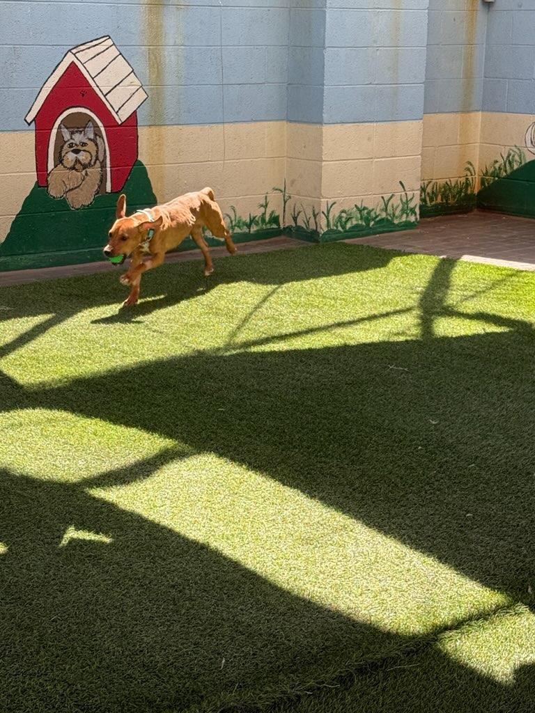 Sasha 4026, a Adoptable mixed breed in Phoenix, AZ image 4/4