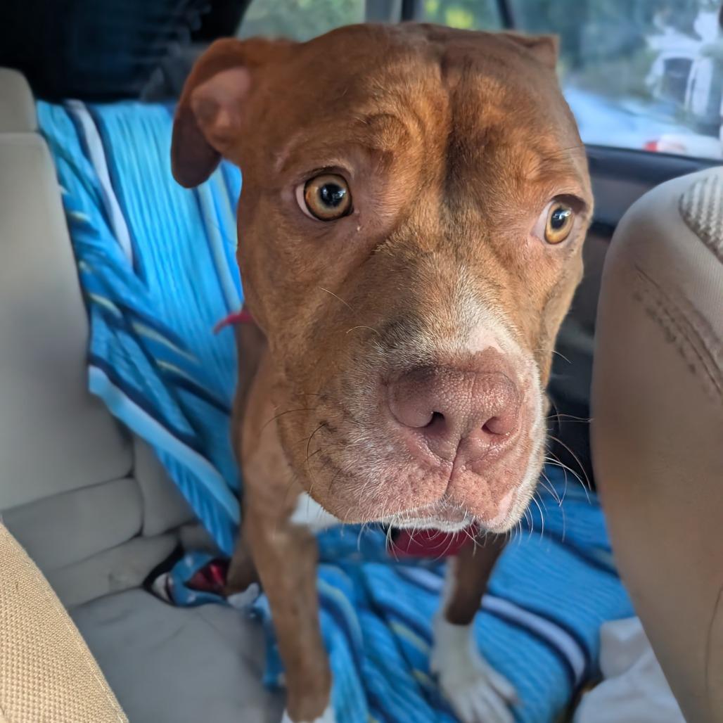 Sox, Adoptable, Young Female Pit Bull Terrier.