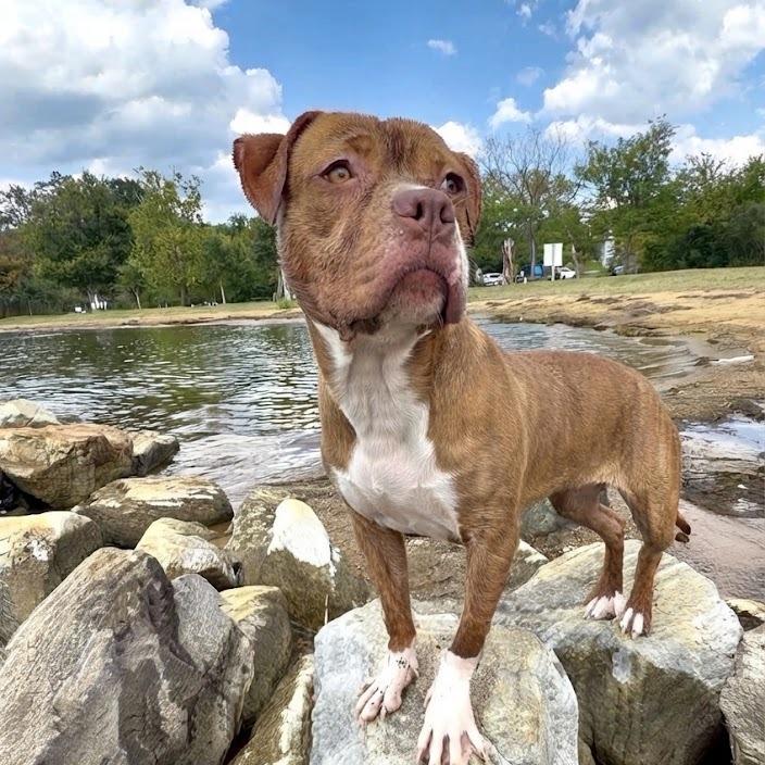 Enlarge Sox, a Adoptable Pit Bull Terrier in York, PA image 2/6