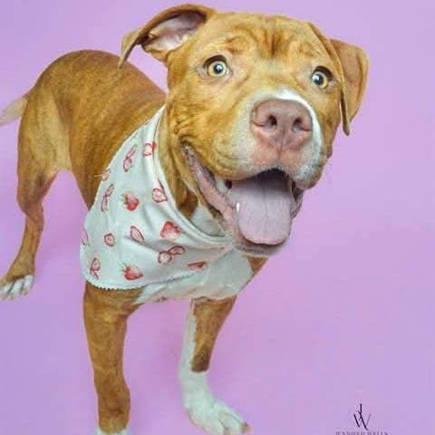 Enlarge Sox, a Adoptable Pit Bull Terrier in York, PA image 3/6