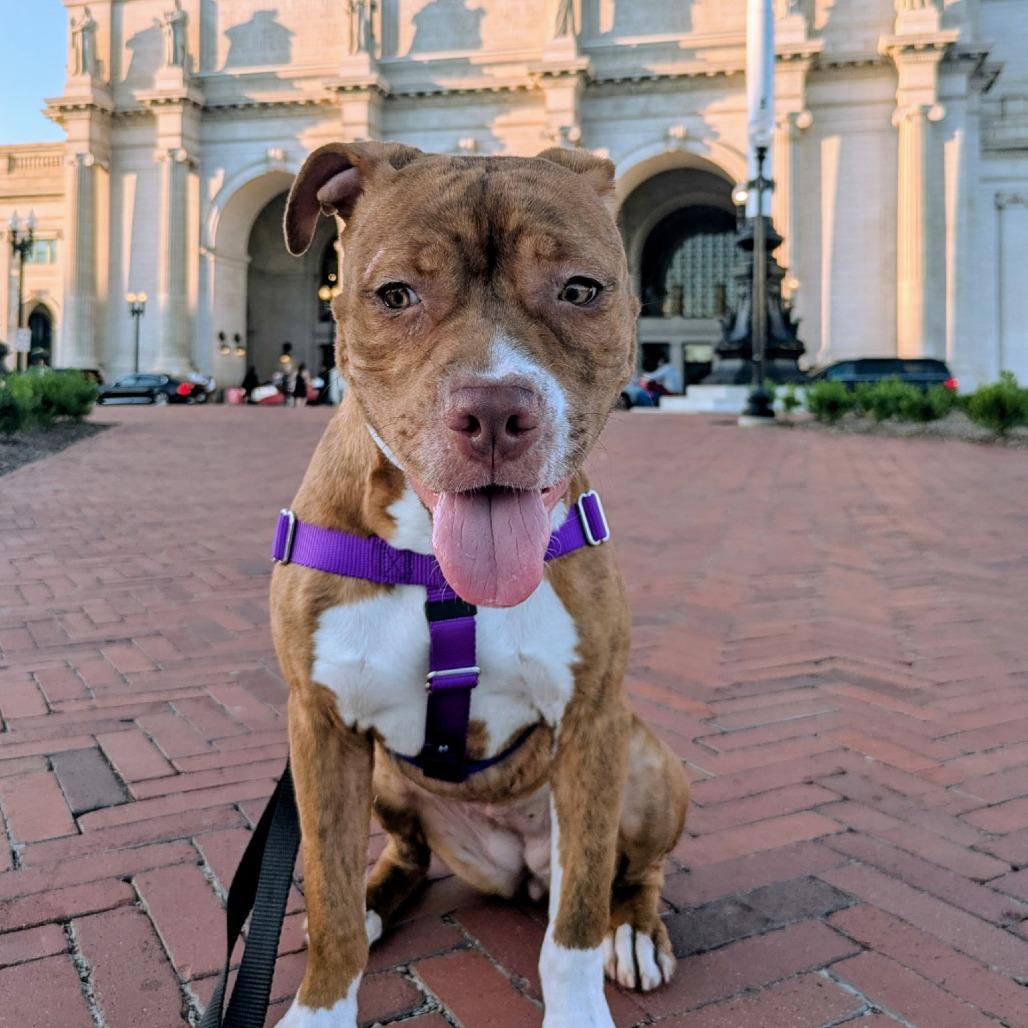 Enlarge Sox, a Adoptable Pit Bull Terrier in York, PA image 4/6