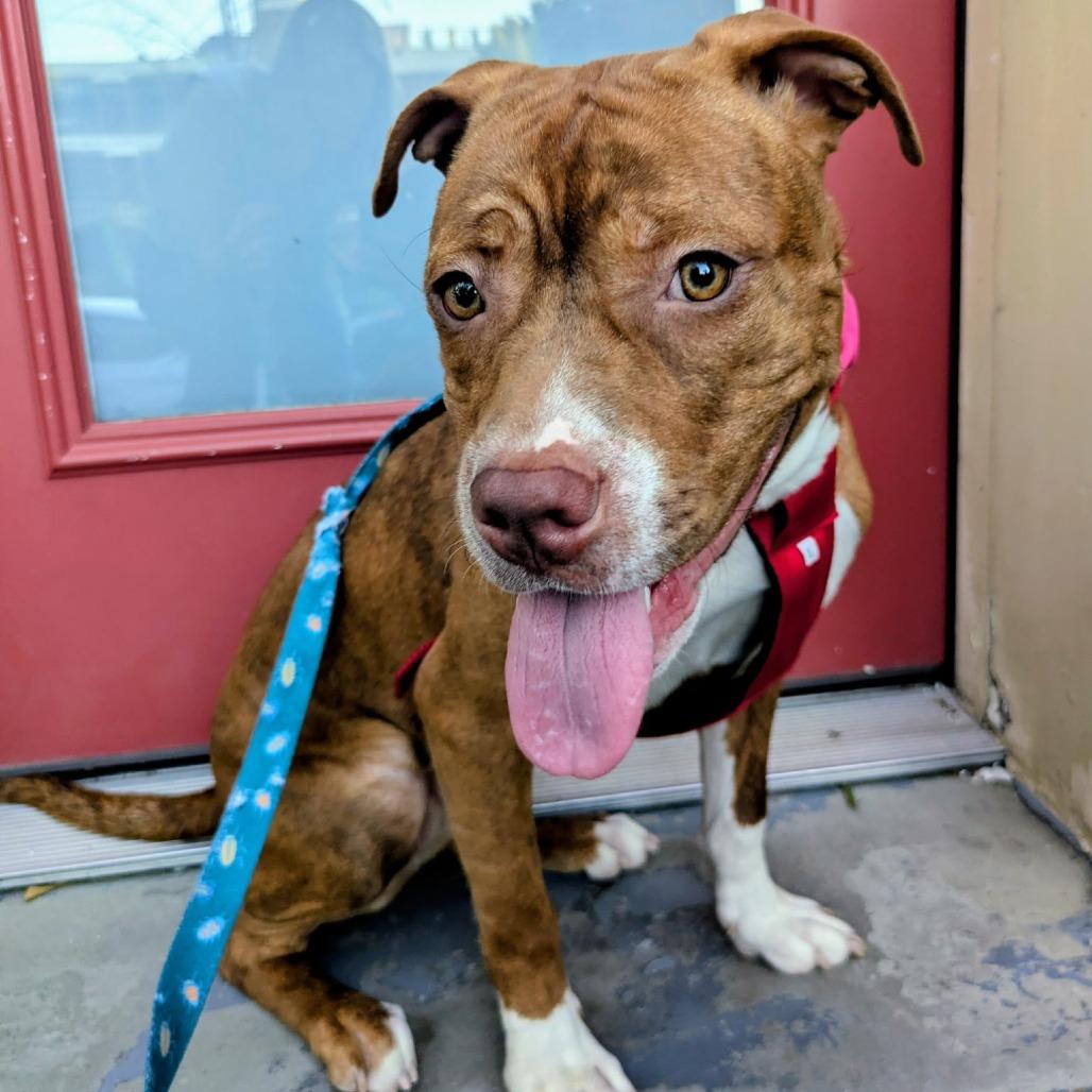 Enlarge Sox, a Adoptable Pit Bull Terrier in York, PA image 5/6