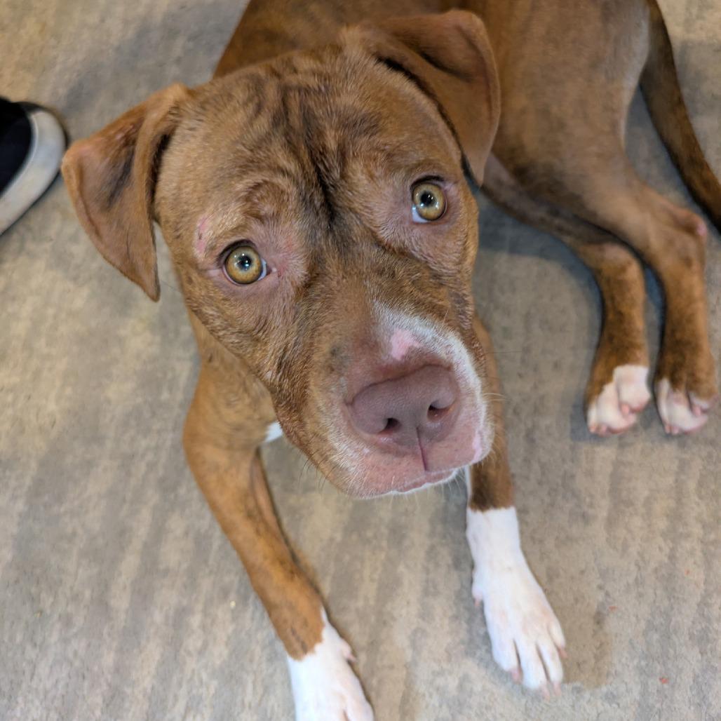 Enlarge Sox, a Adoptable Pit Bull Terrier in York, PA image 2/6