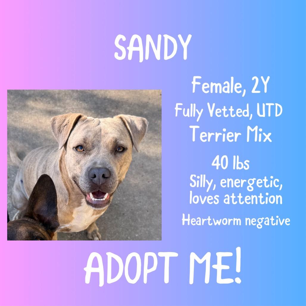 Sandy, Adoptable, Adult Female Pit Bull Terrier.