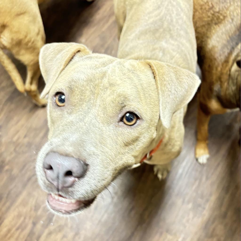 Enlarge Sandy, a Adoptable Pit Bull Terrier in Irvington, AL image 2/2