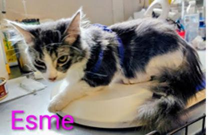 Esme, Adoptable, Young Female Domestic Medium Hair & Domestic Short Hair.
