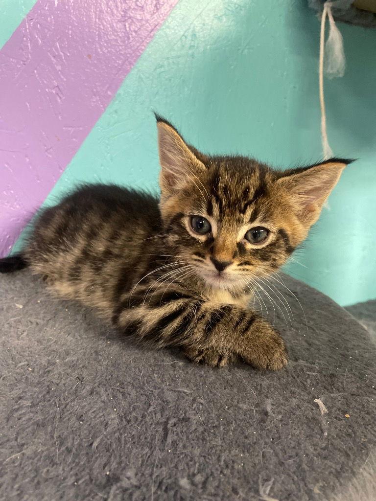 Enlarge Viper (Blue), a Adoptable Domestic Short Hair in Battle Ground, WA image 1/3