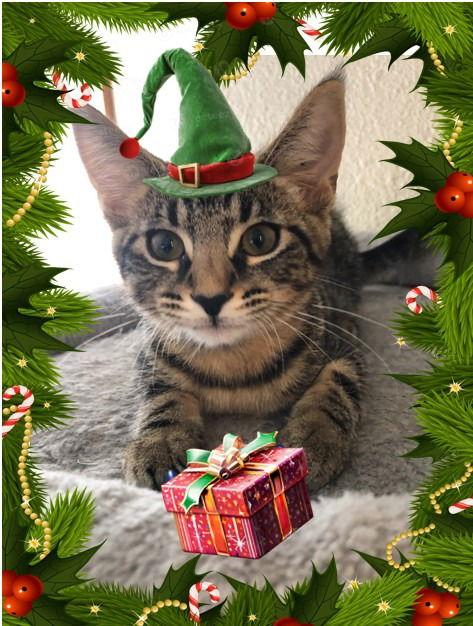 Enlarge Viper (Blue), a Adoptable Domestic Short Hair in Battle Ground, WA image 2/3