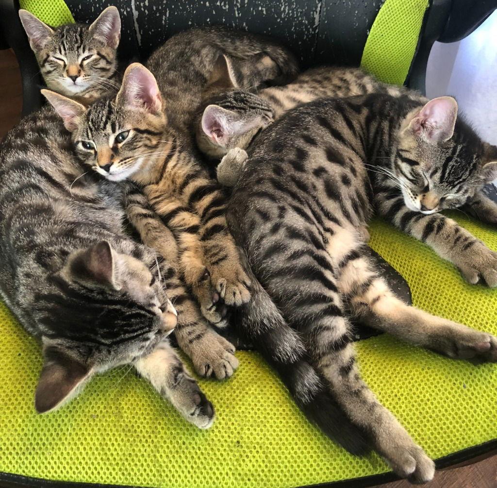 Enlarge Viper (Blue), a Adoptable Domestic Short Hair in Battle Ground, WA image 3/3