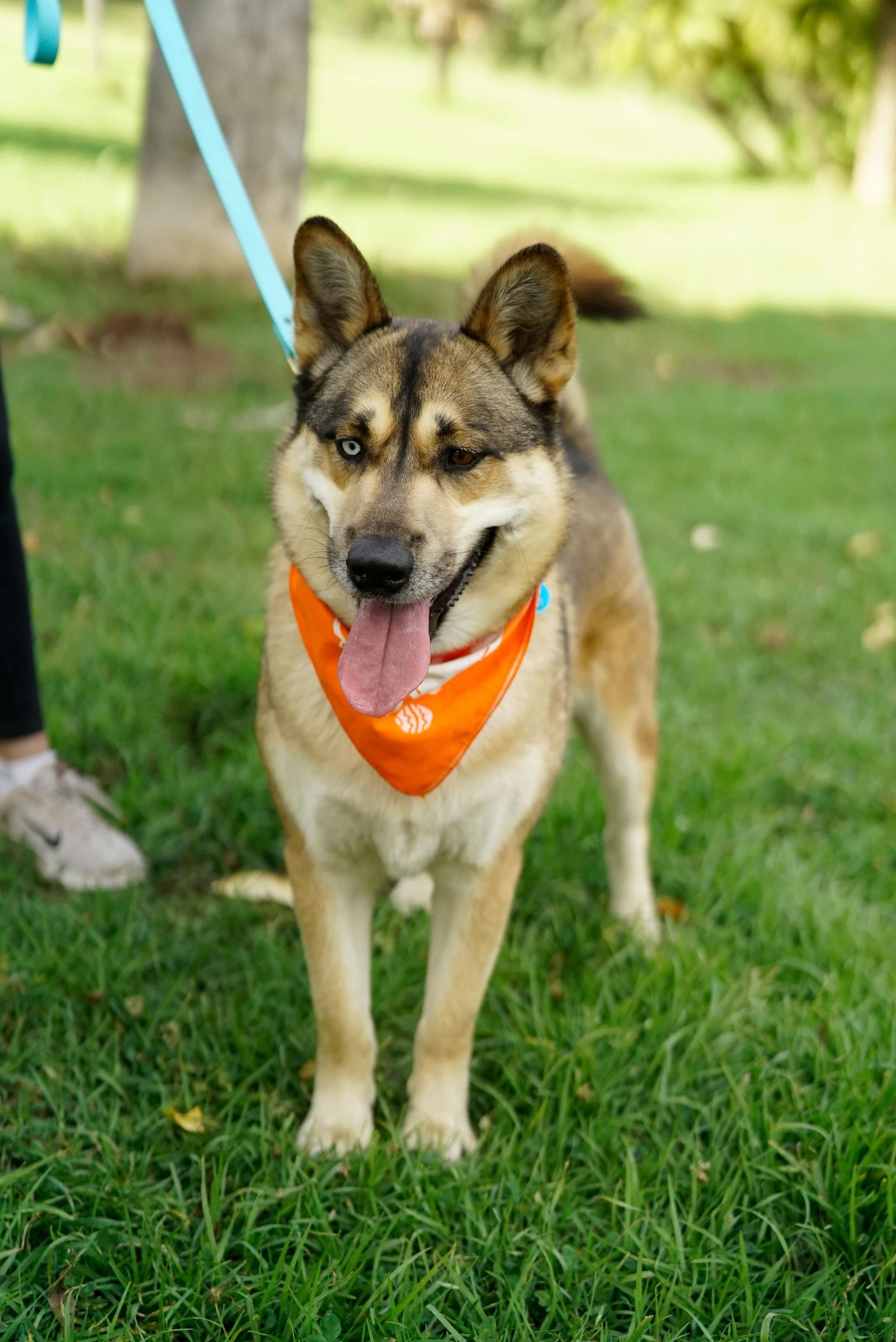 Enlarge Luke, a Adoptable mixed breed in Pasadena, CA image 3/6