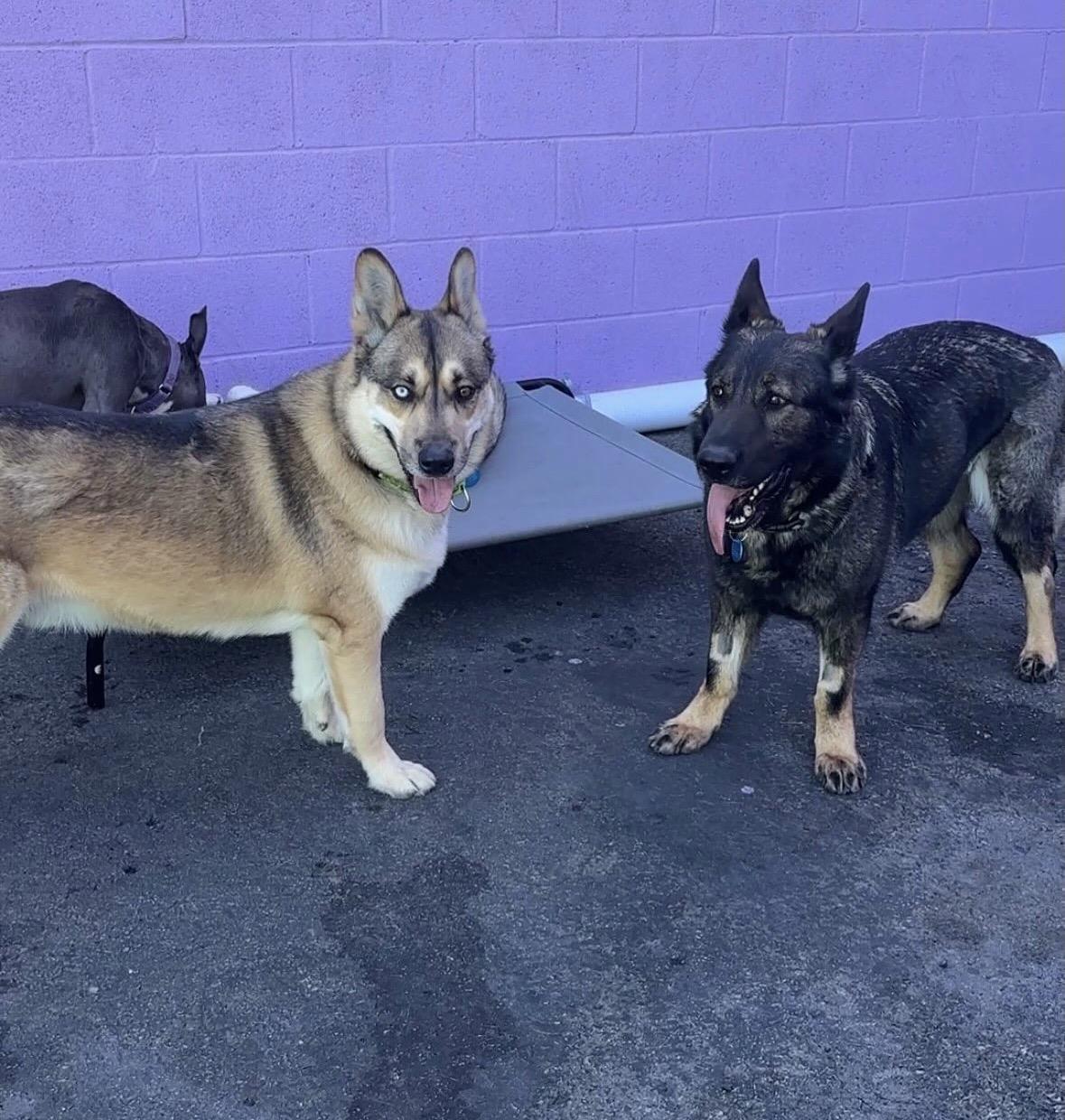 Enlarge Luke, a Adoptable mixed breed in Pasadena, CA image 6/6