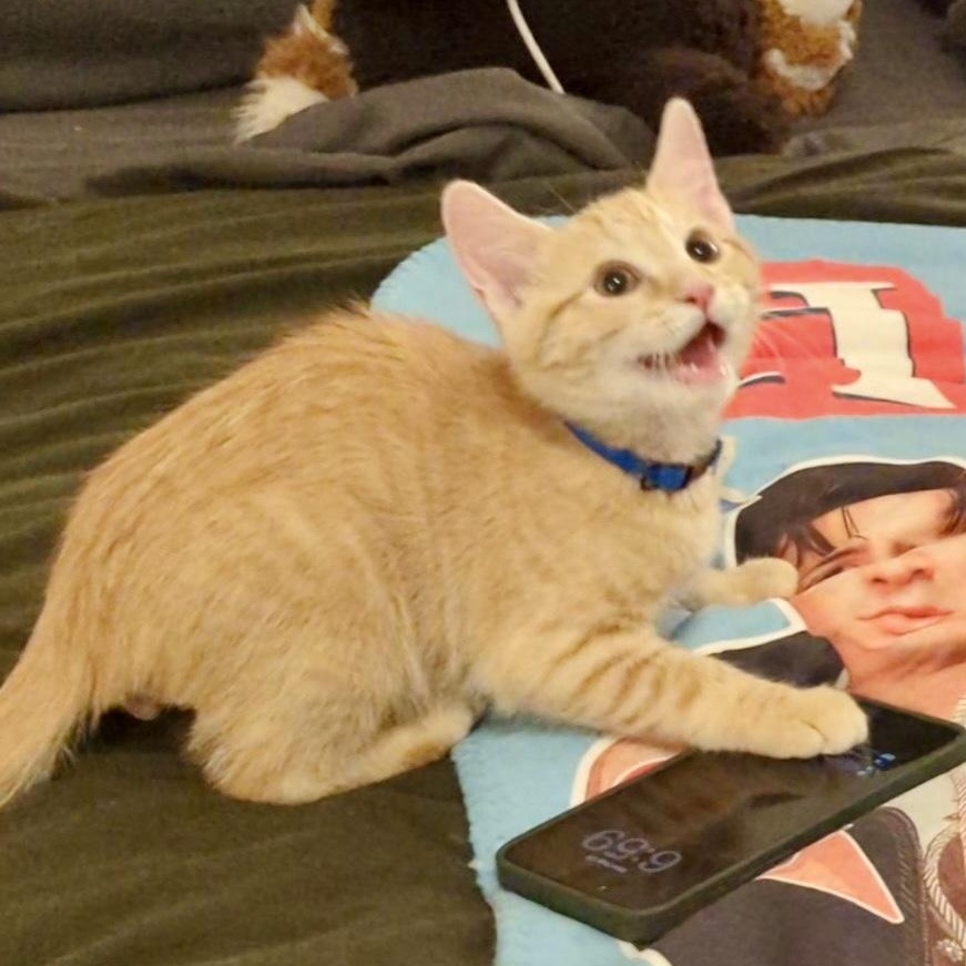 Enlarge Rupert, an adopted Domestic Short Hair in Richmond, VA image 1/1