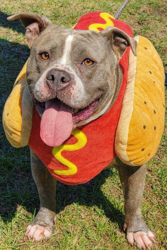 Enlarge Bulma, a Adopted American Bulldog in Crossville, TN image 3/6