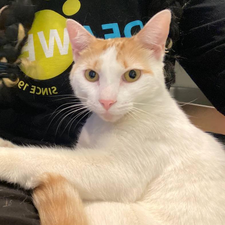Tang, Adoptable, Young Male Domestic Short Hair.