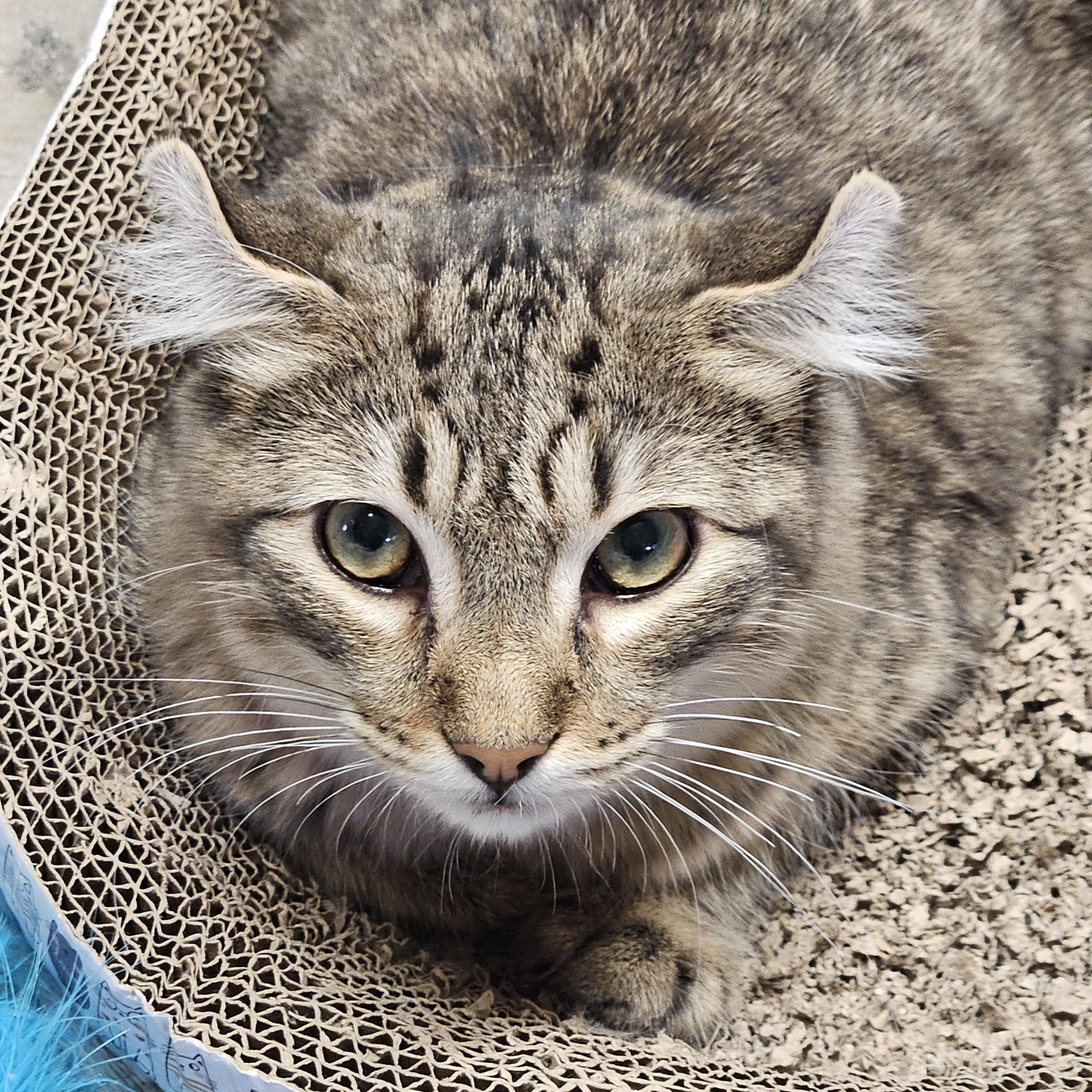 Enlarge Ricky, a ADOPTABLE American Curl in Richmond, VA image 1/6