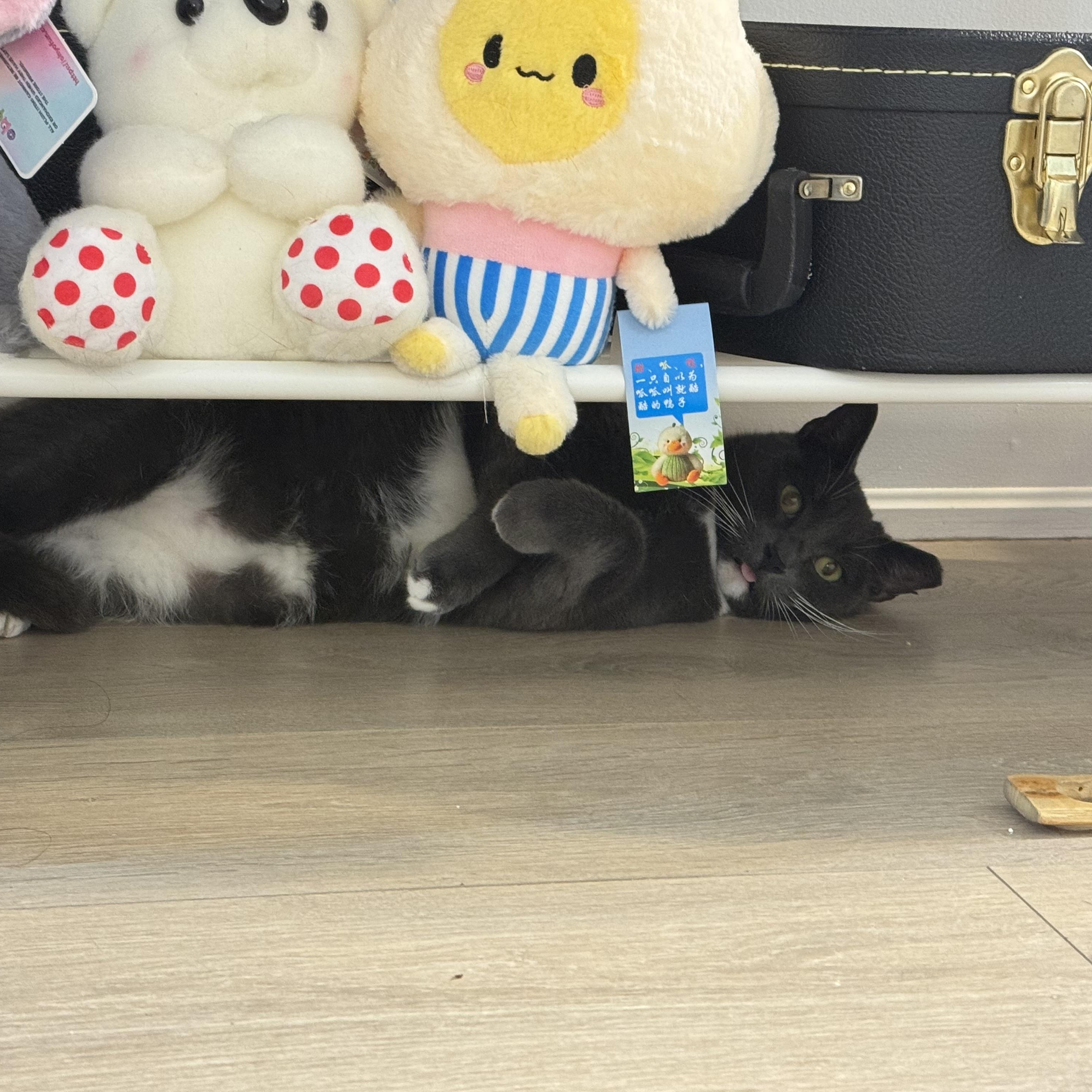 Enlarge Mr. Ferguson (formerly known as Tux), a Adoptable Domestic Short Hair in Toronto, ON image 1/3