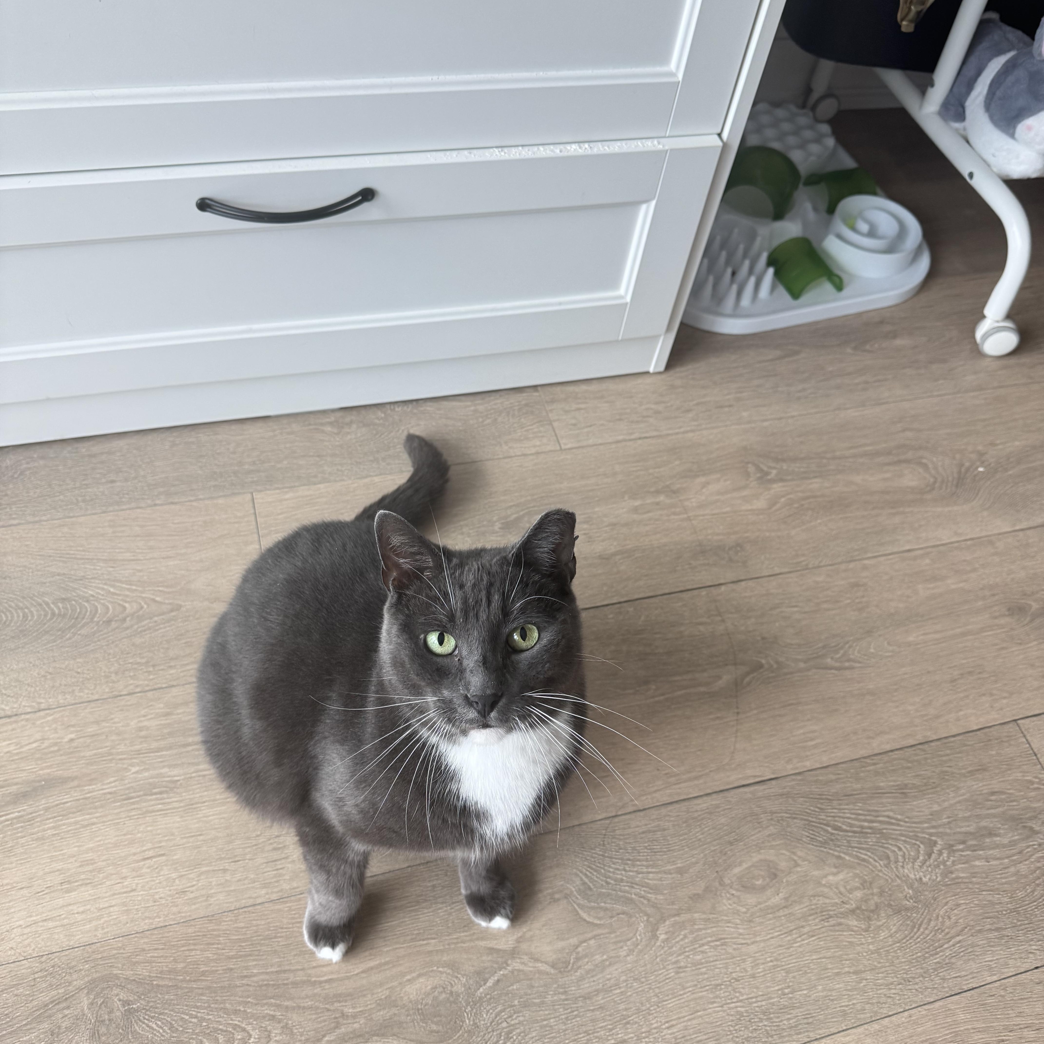 Enlarge Mr. Ferguson (formerly known as Tux), a Adoptable Domestic Short Hair in Toronto, ON image 2/3