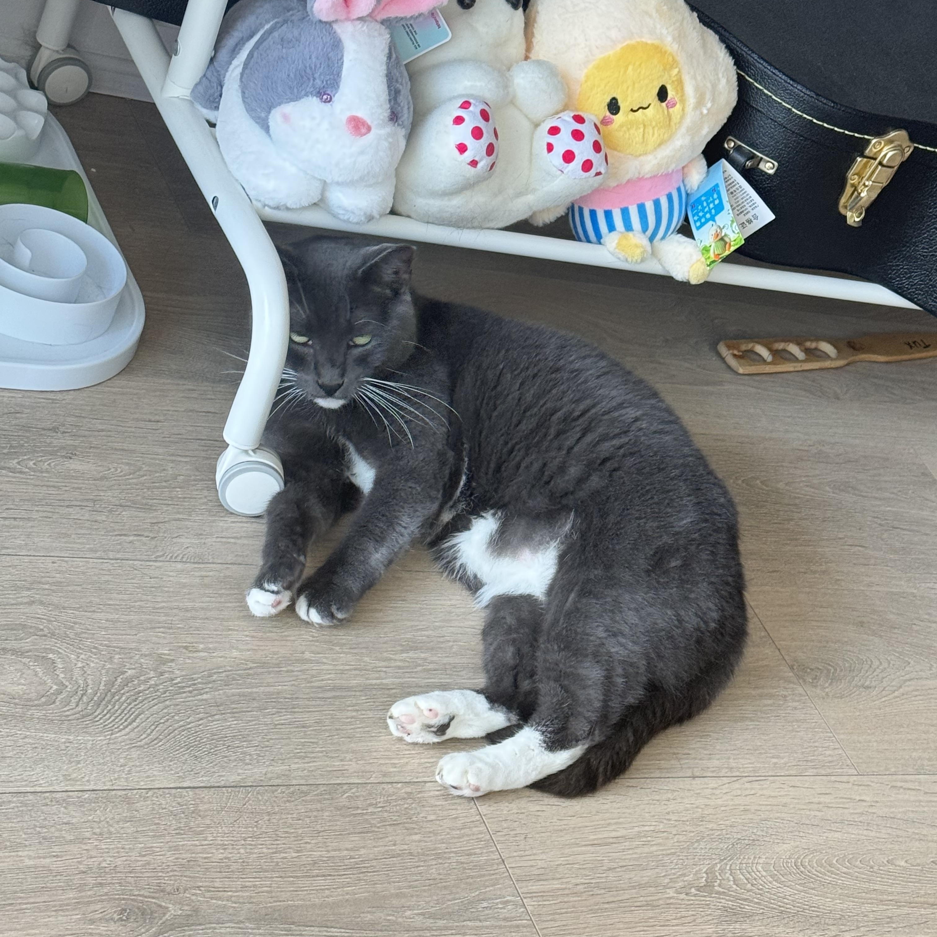 Enlarge Mr. Ferguson (formerly known as Tux), a Adoptable Domestic Short Hair in Toronto, ON image 3/3